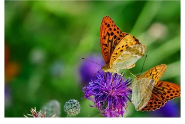 Conférence « Les relations plantes-insectes »